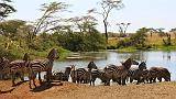 TANZANIA - Serengeti National Park - 067
